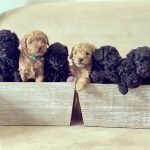 Mini Poodle Puppies