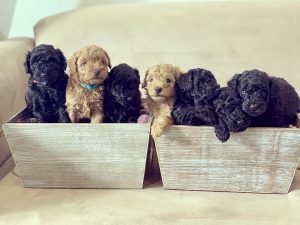 Mini Poodle Puppies