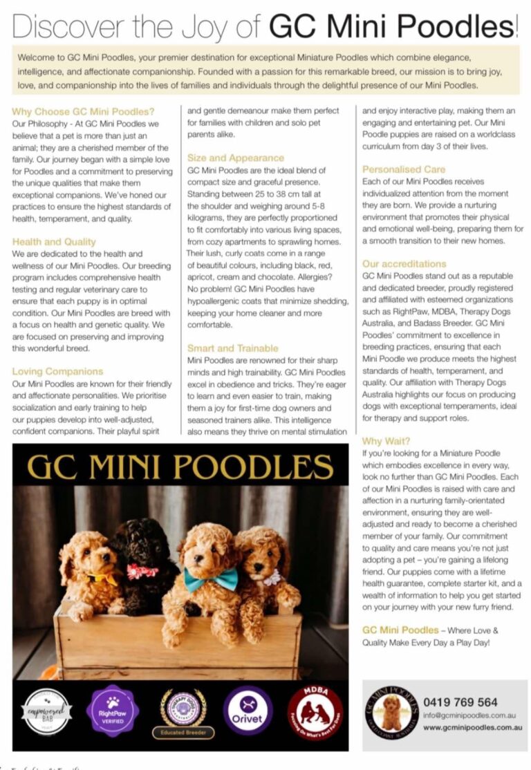 GC Mini Poodles 01