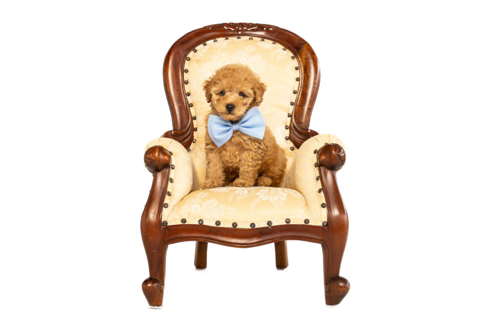 mini poodle puppies for sale