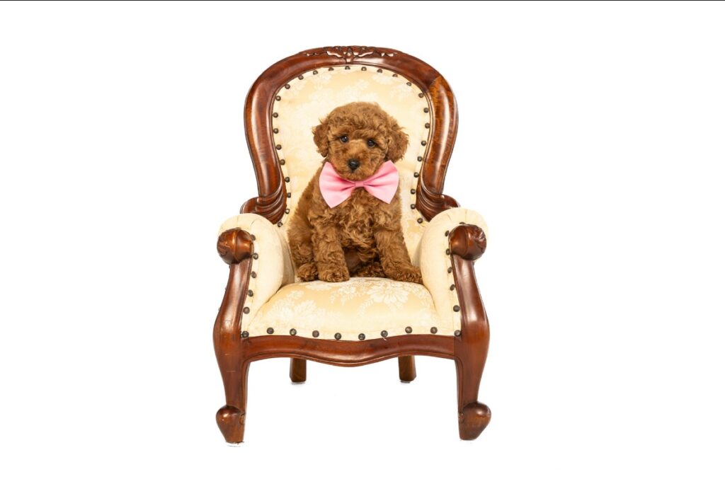 mini poodle breeders