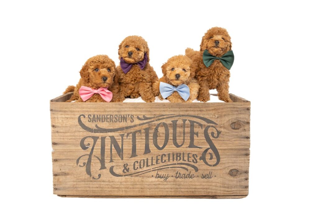 poodle puppies for sale qld