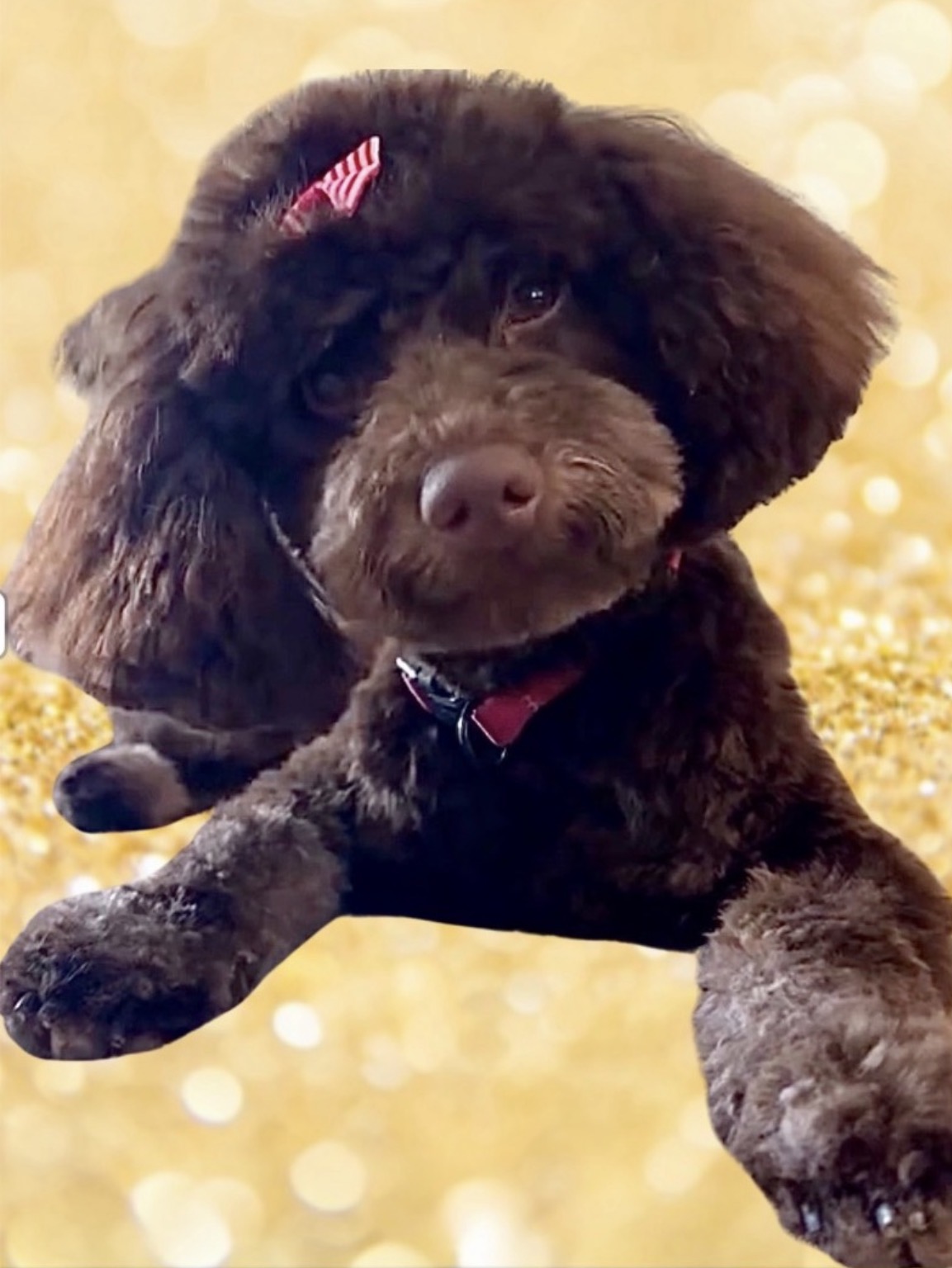 CoCo-2-1.jpg